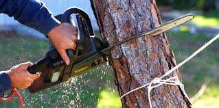 Best Hazardous Tree Removal  in Nicholasville, KY