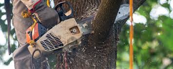 Best Storm Damage Tree Cleanup  in Nicholasville, KY