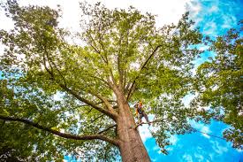 Best Emergency Tree Removal  in Nicholasville, KY