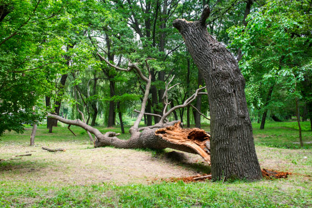 Leaf Removal in Nicholasville, KY