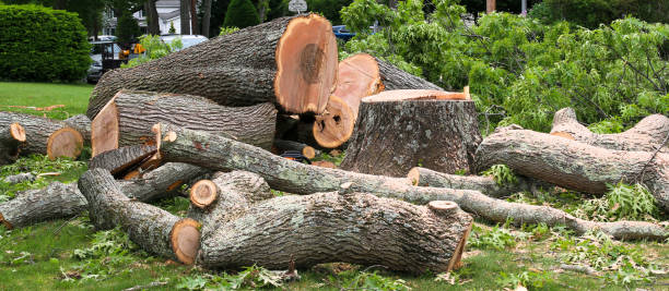 Best Firewood Processing and Delivery  in Nicholasville, KY