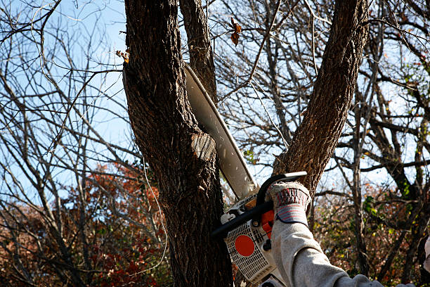 Best Hedge Trimming  in Nicholasville, KY