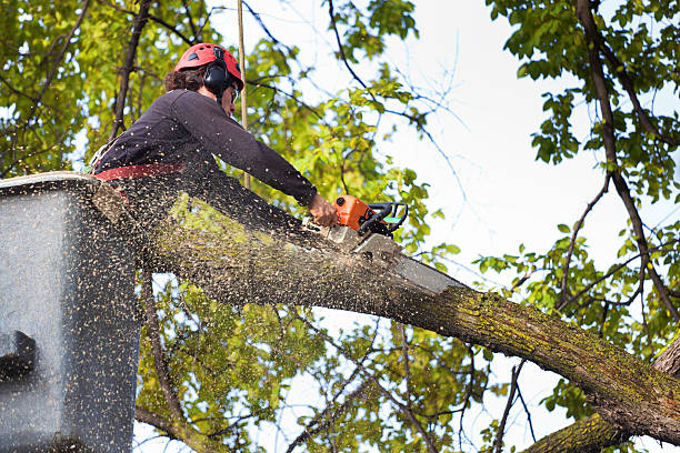 Best Root Management and Removal  in Nicholasville, KY