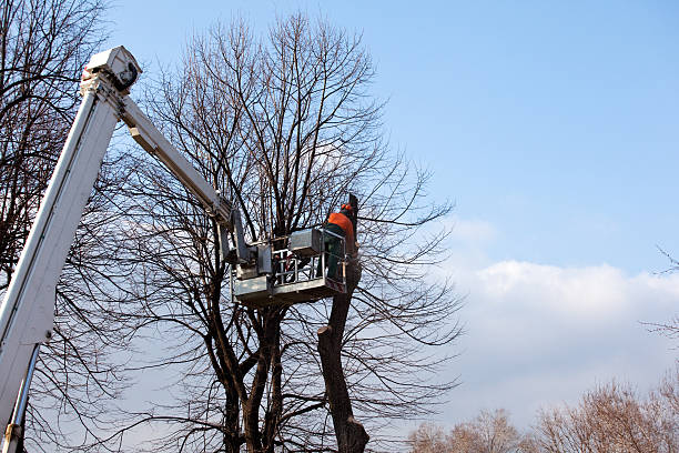  Nicholasville, KY Tree Care Pros