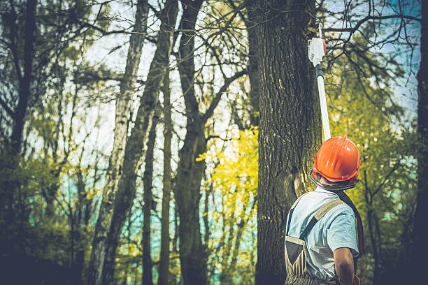 Best Tree Trimming and Pruning  in Nicholasville, KY